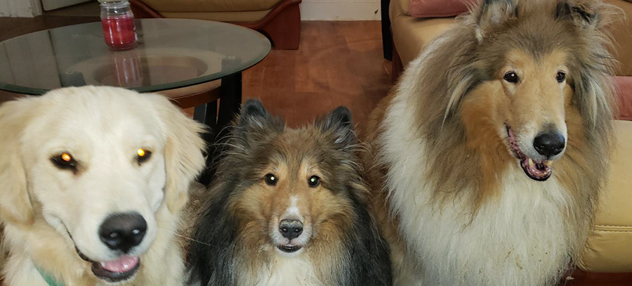 Doggies!